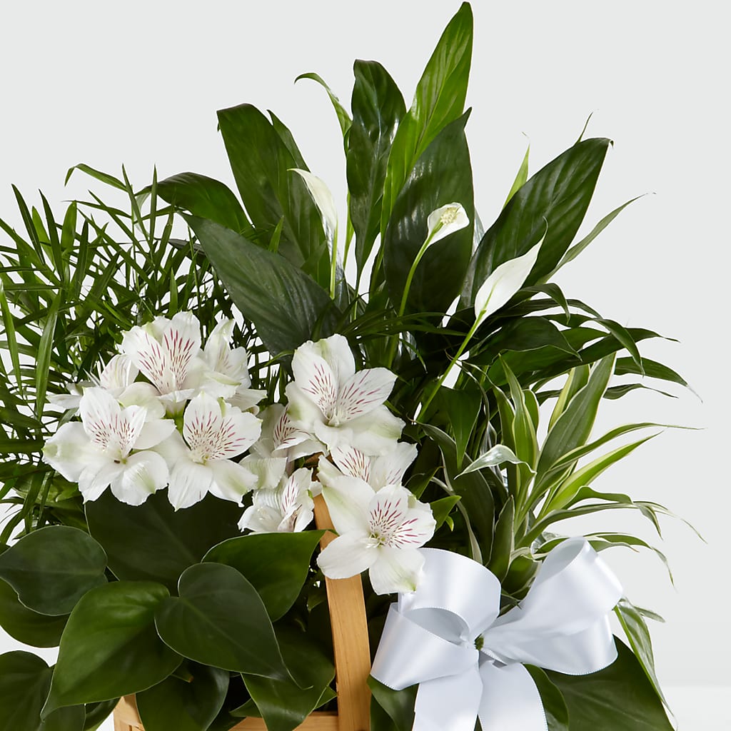 Peace & Serenity Dishgarden – New Rochelle Florist, New Rochelle NY