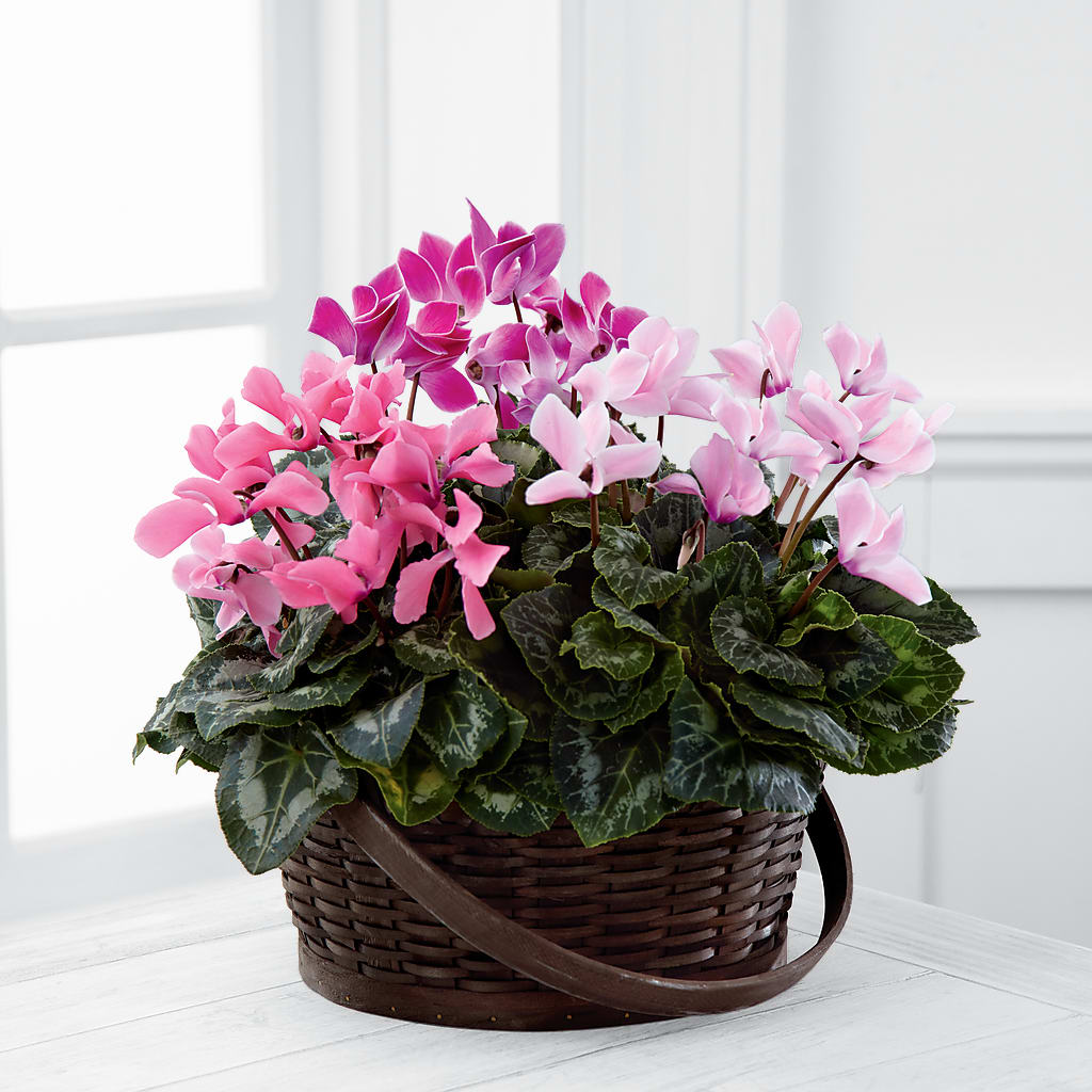 Mixed Cyclamen Planter – New Rochelle Florist, New Rochelle NY
