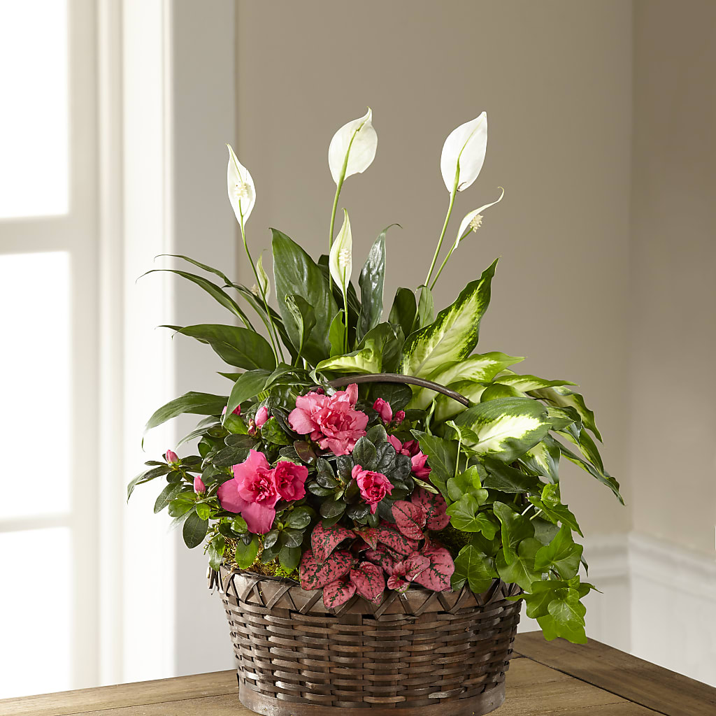Dream in Pink Dishgarden – New Rochelle Florist, New Rochelle NY