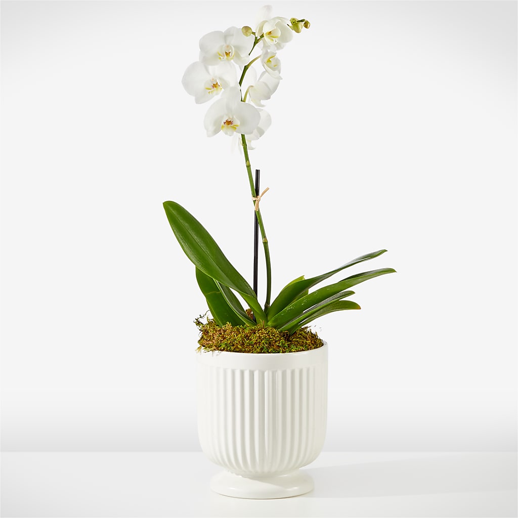 Whispering White Orchid – New Rochelle Florist, New Rochelle NY