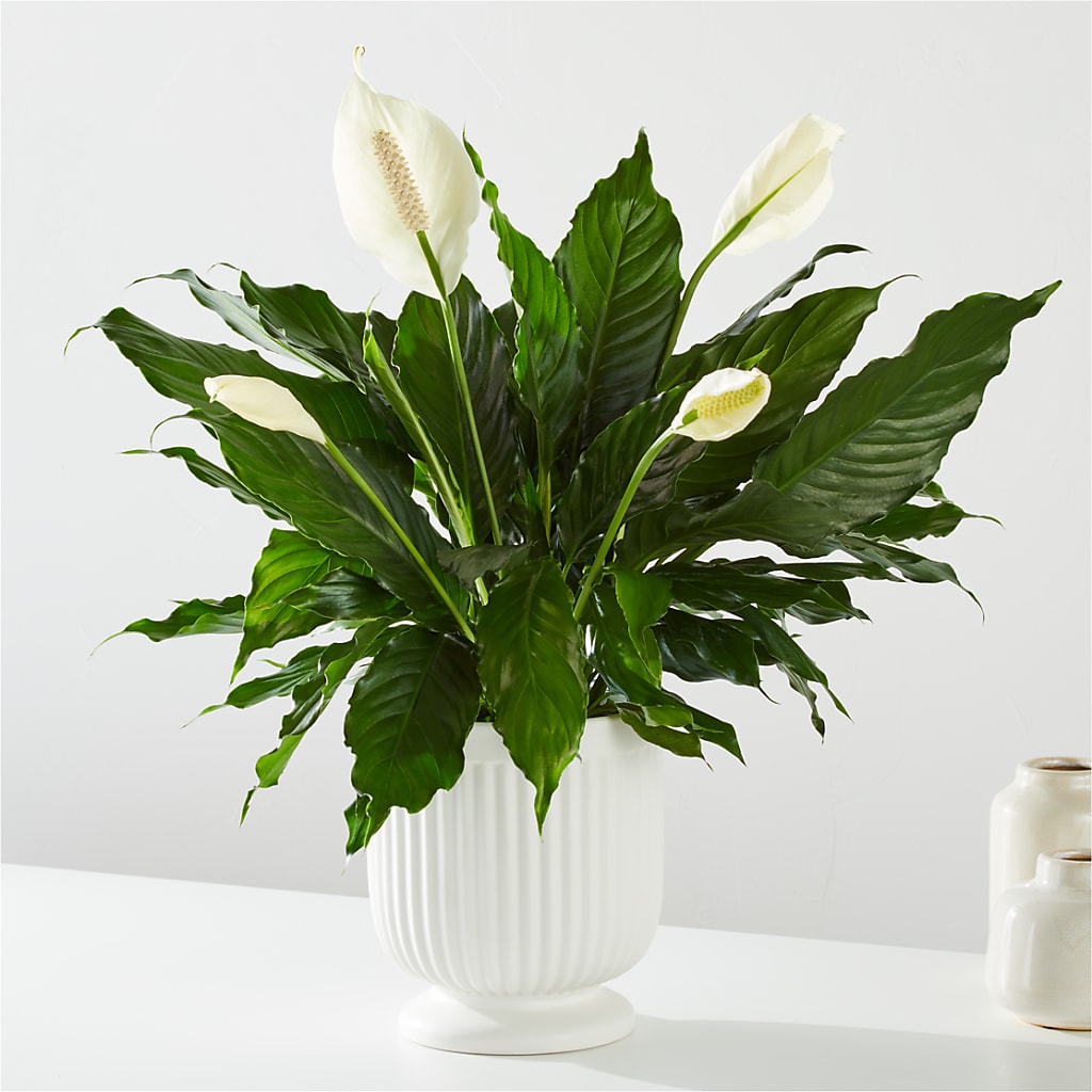 Comfort Planter – New Rochelle Florist, New Rochelle NY