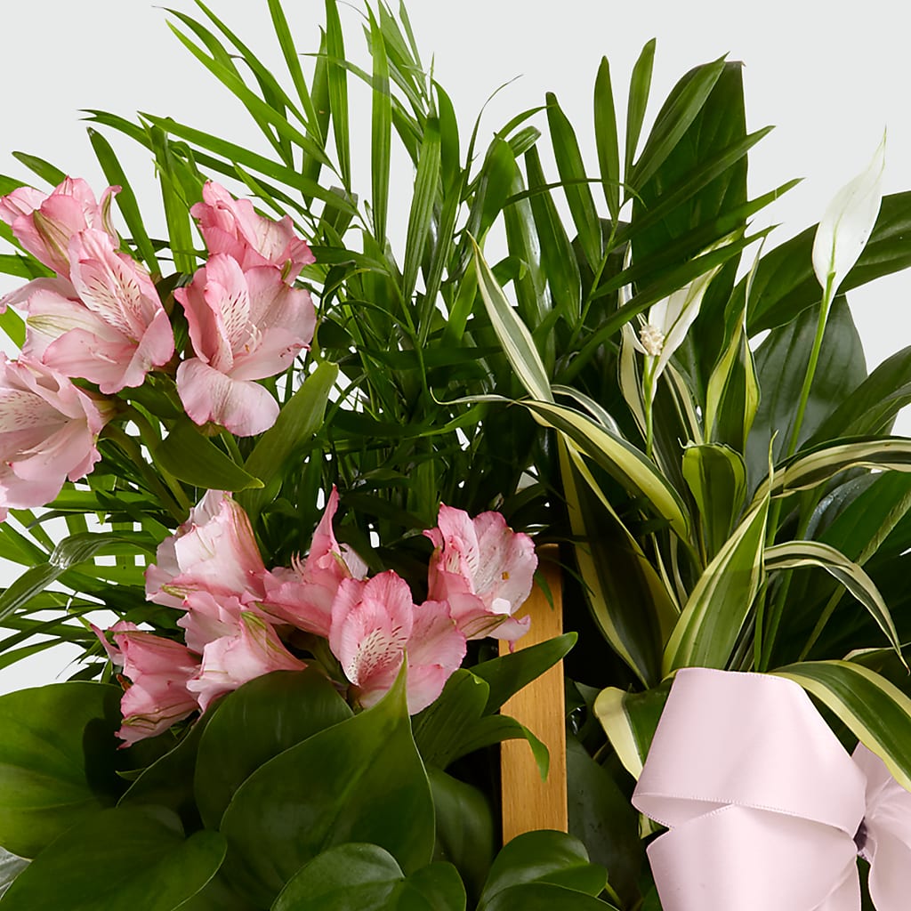 Living Spirit Dishgarden – New Rochelle Florist, New Rochelle NY