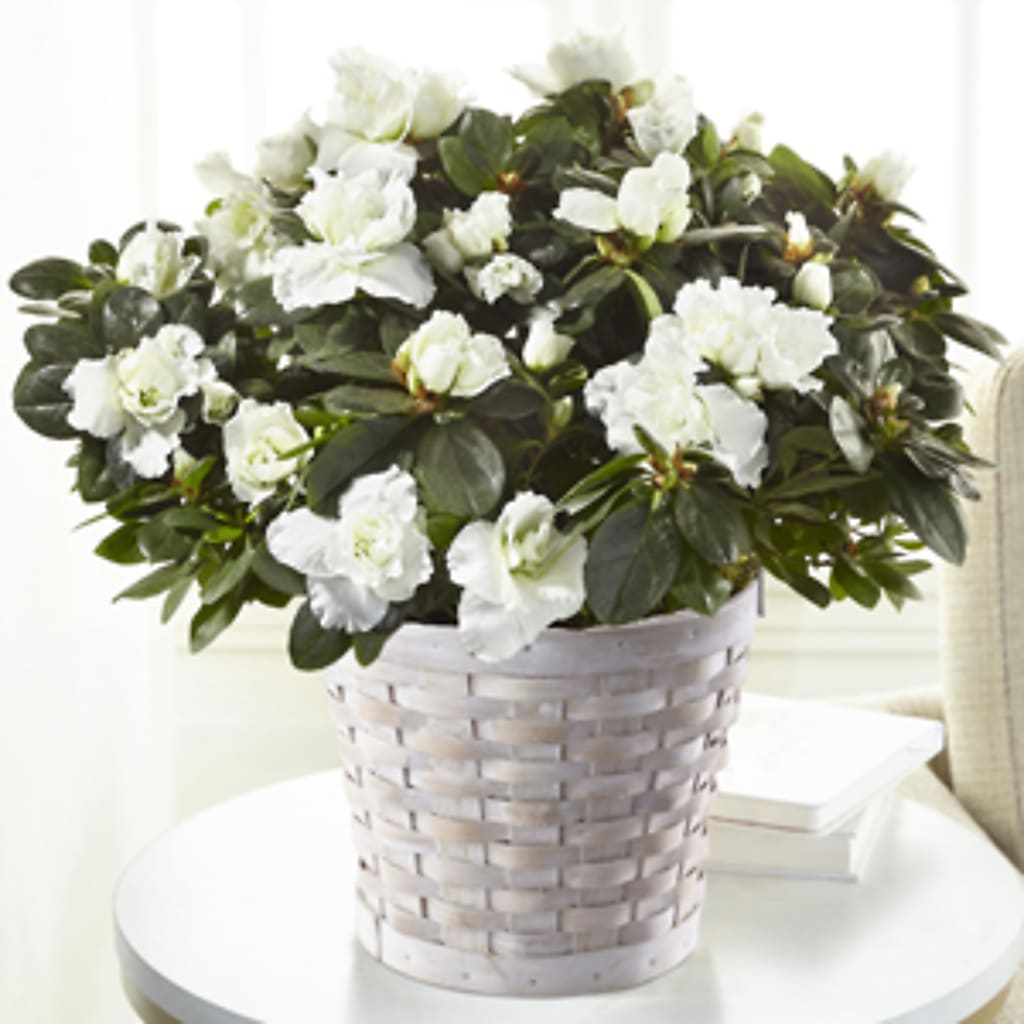 White Azalea Plant – New Rochelle Florist, New Rochelle NY