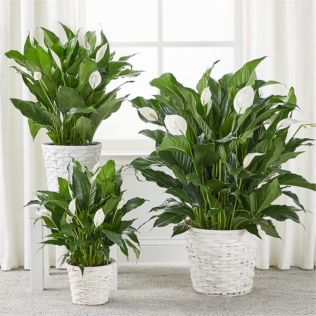 A New Leaf Peace Lily – New Rochelle Florist, New Rochelle NY