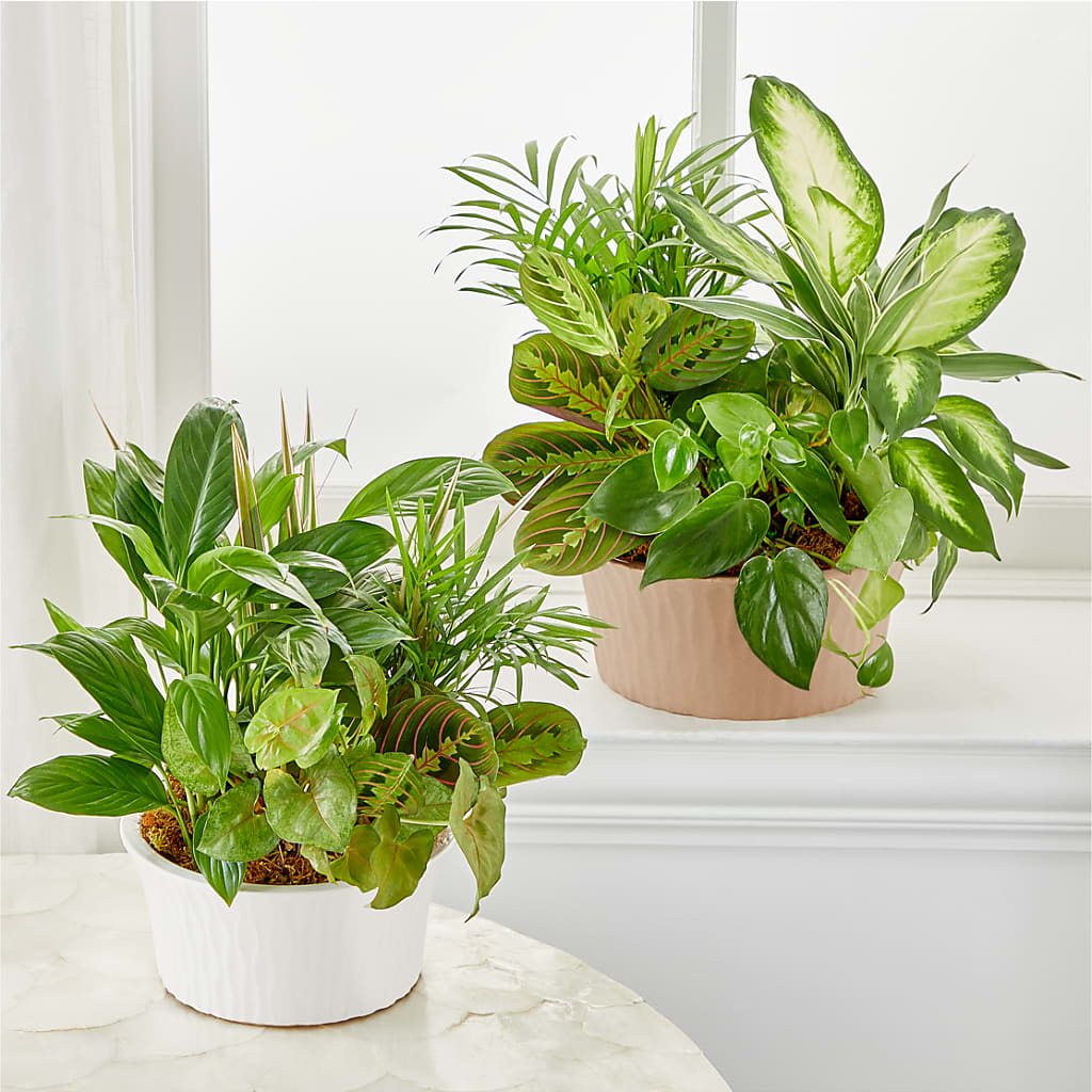 Balance & Harmony Dishgarden – New Rochelle Florist, New Rochelle NY