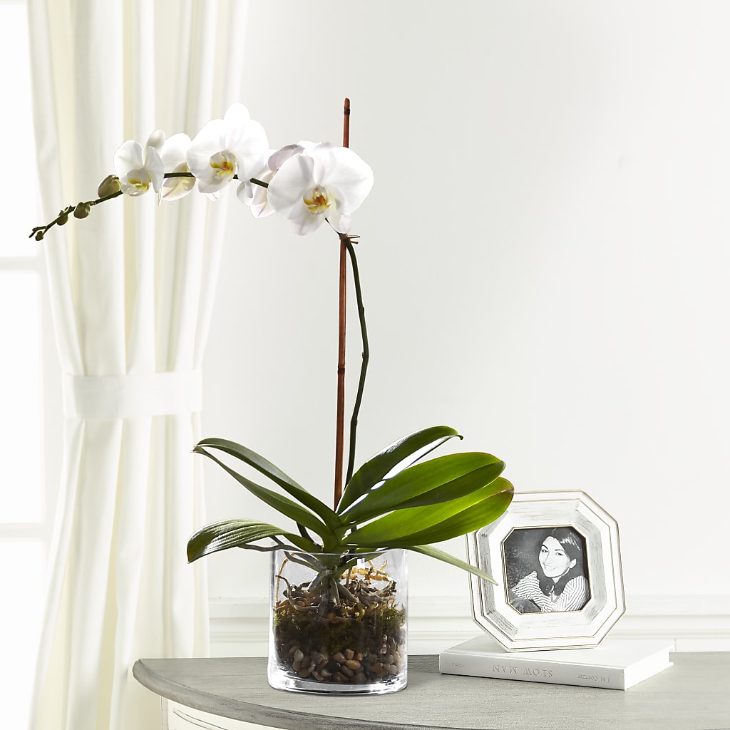 White Orchid Planter – New Rochelle Florist, New Rochelle NY