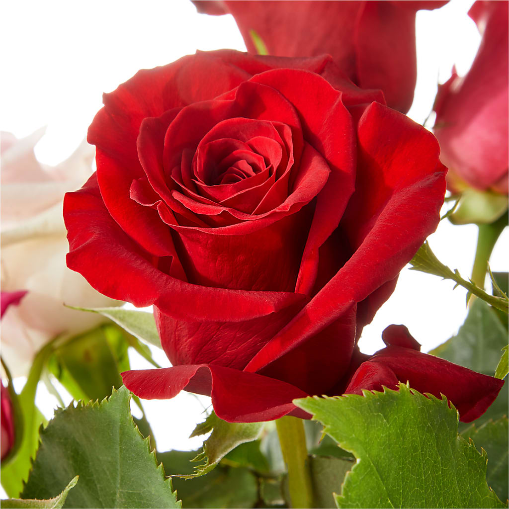 Love Notes Rose Bouquet – New Rochelle Florist, New Rochelle NY