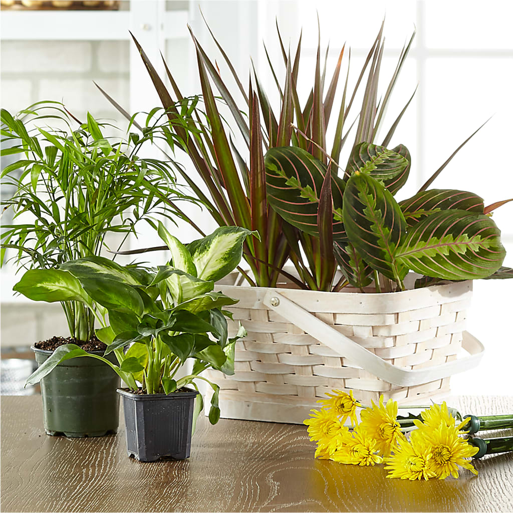 Florist Designed Blooming and Green Plants in a Basket –  New Rochelle Florist, New Rochelle NY