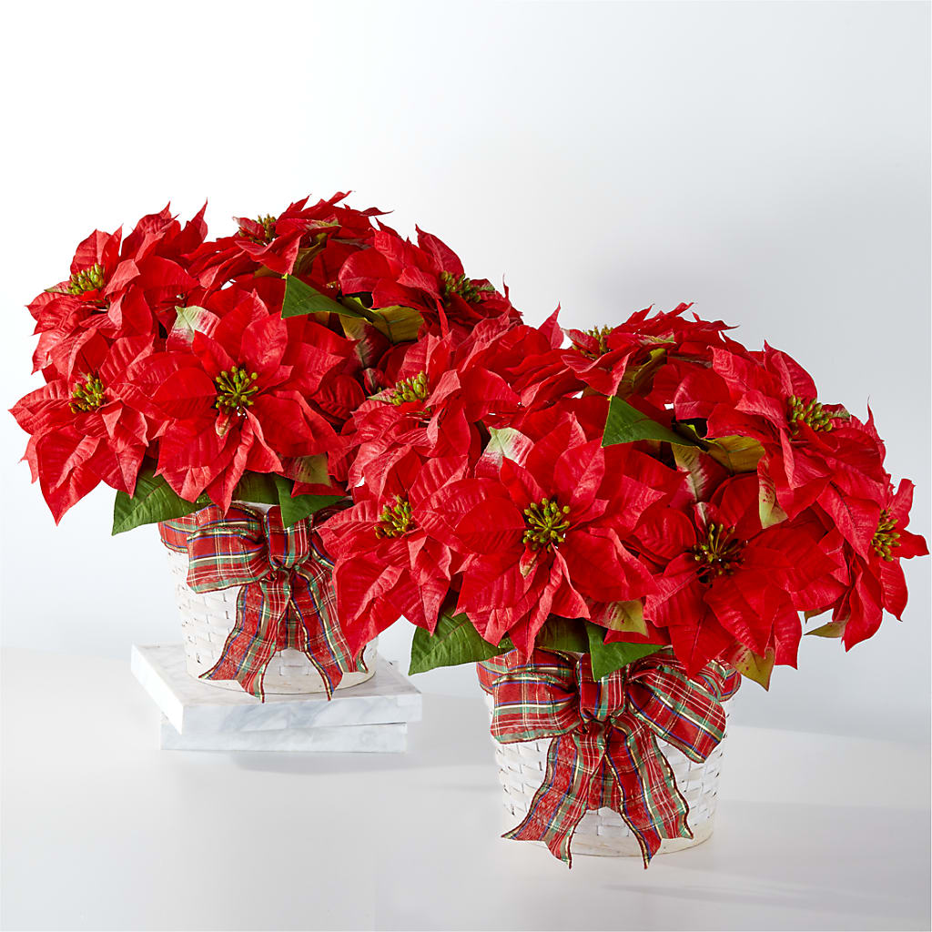 Happiest Holidays Poinsettia Bundle –  New Rochelle Florist, New Rochelle NY