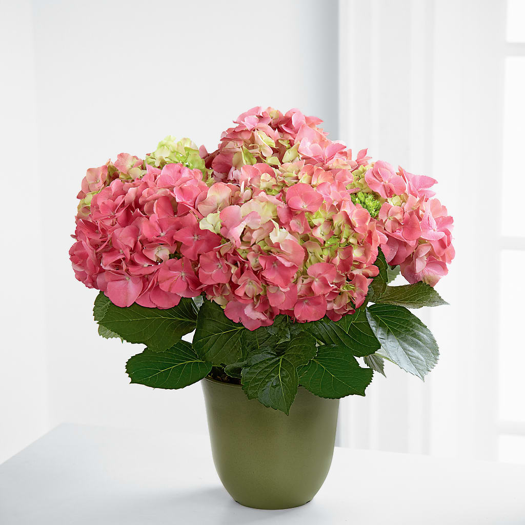 Pink Hydrangea Planter –  New Rochelle Florist, New Rochelle NY