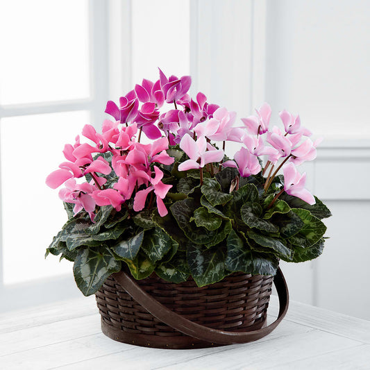 Mixed Cyclamen Planter –  New Rochelle Florist, New Rochelle NY