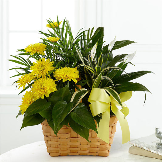 Loving Light Dishgarden –  New Rochelle Florist, New Rochelle NY