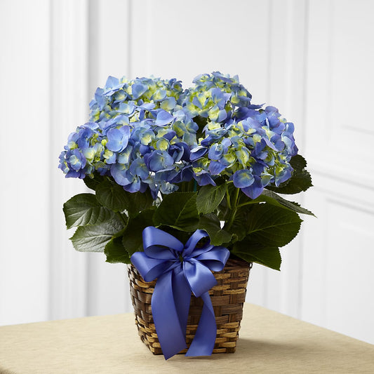 Blue Hydrangea Planter –  New Rochelle Florist, New Rochelle NY