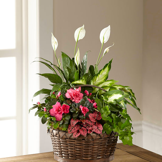 Dream in Pink Dishgarden –  New Rochelle Florist, New Rochelle NY