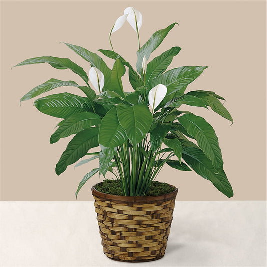 Tranquil Moments Peace Lily Plant –  New Rochelle Florist, New Rochelle NY