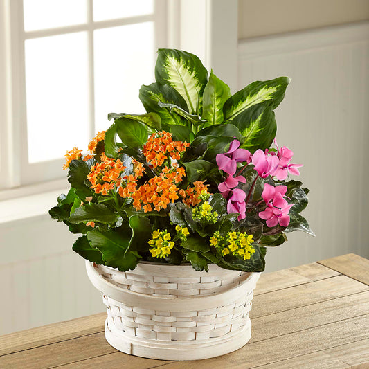Color Crush Dishgarden –  New Rochelle Florist, New Rochelle NY