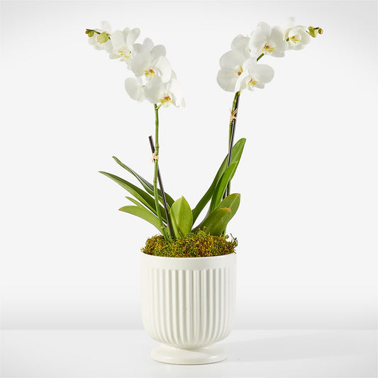 Whispering White Orchid –  New Rochelle Florist, New Rochelle NY