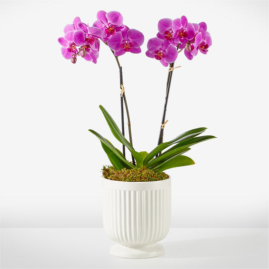Friendly Fuchsia Orchid –  New Rochelle Florist, New Rochelle NY