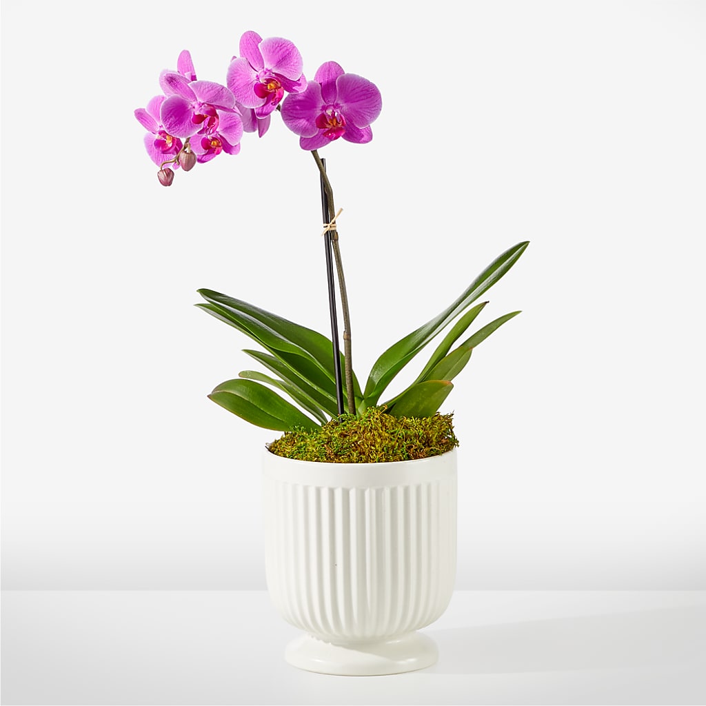 Friendly Fuchsia Orchid –  New Rochelle Florist, New Rochelle NY