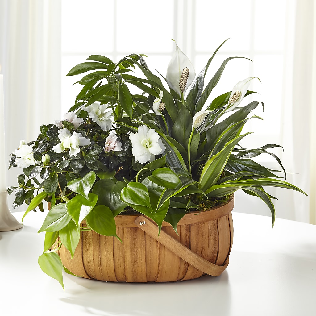 Serene Dishgarden –  New Rochelle Florist, New Rochelle NY