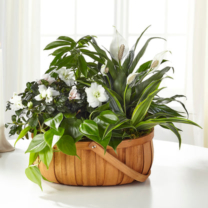 Serene Dishgarden –  New Rochelle Florist, New Rochelle NY