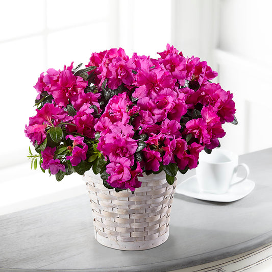 Hope & Serenity Azalea Plant –  New Rochelle Florist, New Rochelle NY