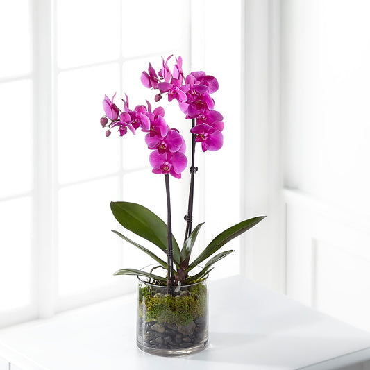 Pink Orchid Plant –  New Rochelle Florist, New Rochelle NY