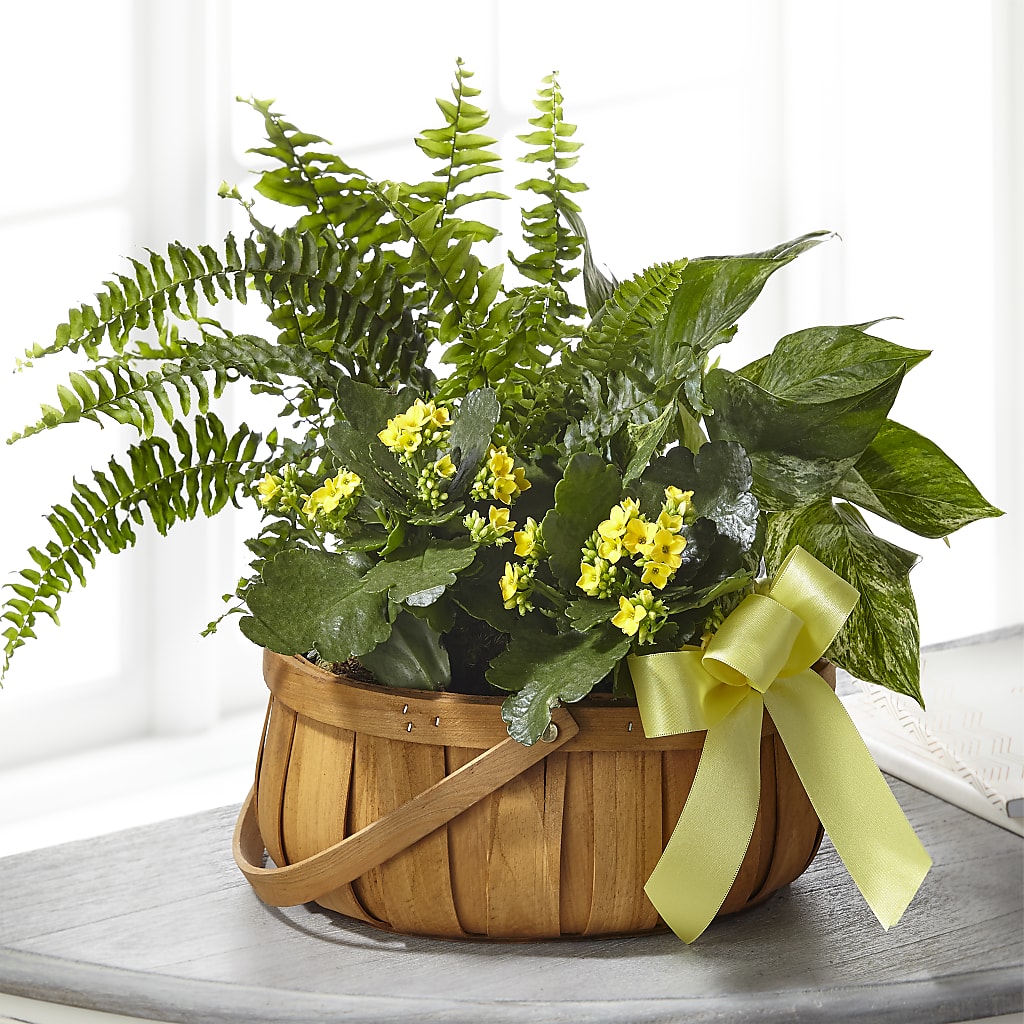 Always Dear Dishgarden –  New Rochelle Florist, New Rochelle NY