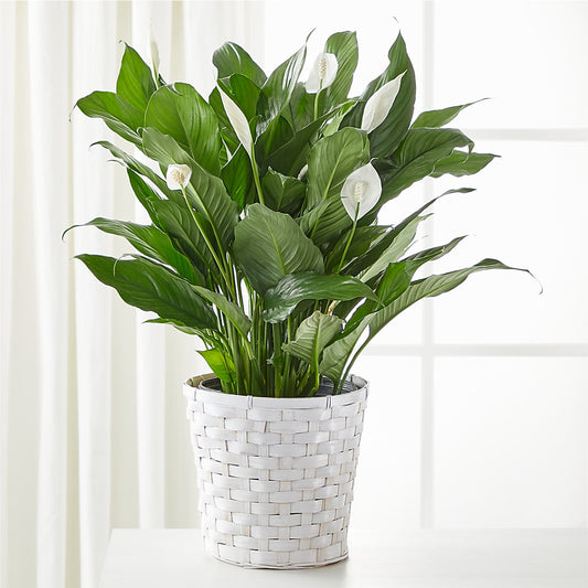 A New Leaf Peace Lily –  New Rochelle Florist, New Rochelle NY