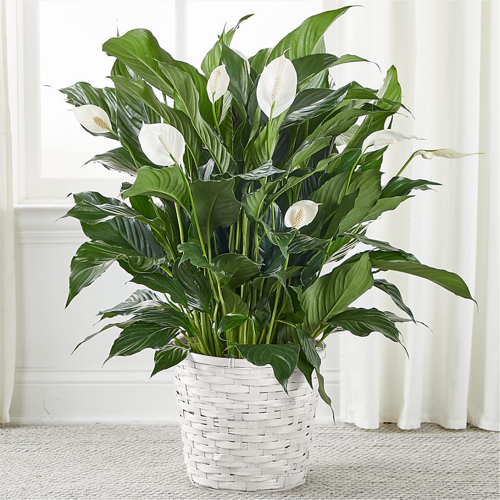 A New Leaf Peace Lily –  New Rochelle Florist, New Rochelle NY