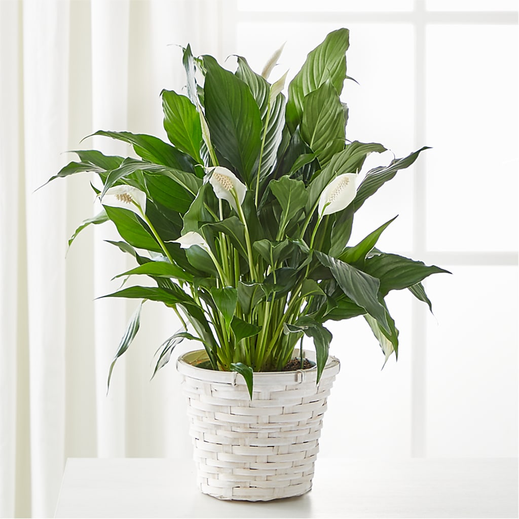 A New Leaf Peace Lily –  New Rochelle Florist, New Rochelle NY