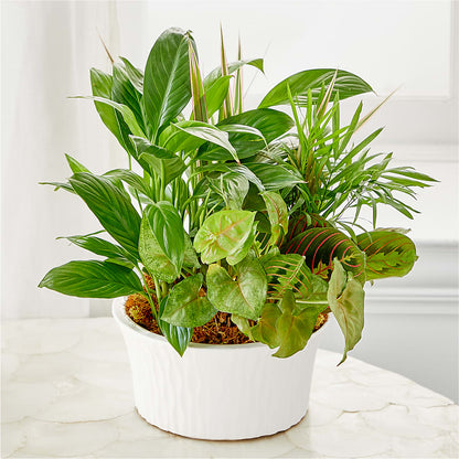 Balance & Harmony Dishgarden –  New Rochelle Florist, New Rochelle NY