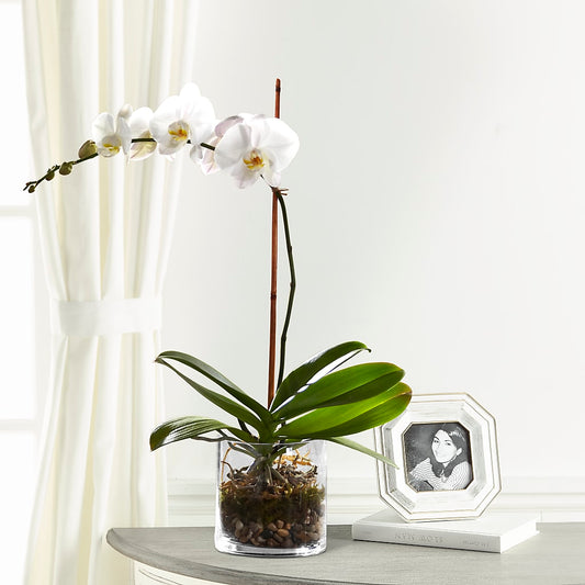 White Orchid Planter –  New Rochelle Florist, New Rochelle NY