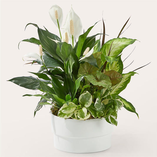 Radiating Positivity Dishgarden –  New Rochelle Florist, New Rochelle NY