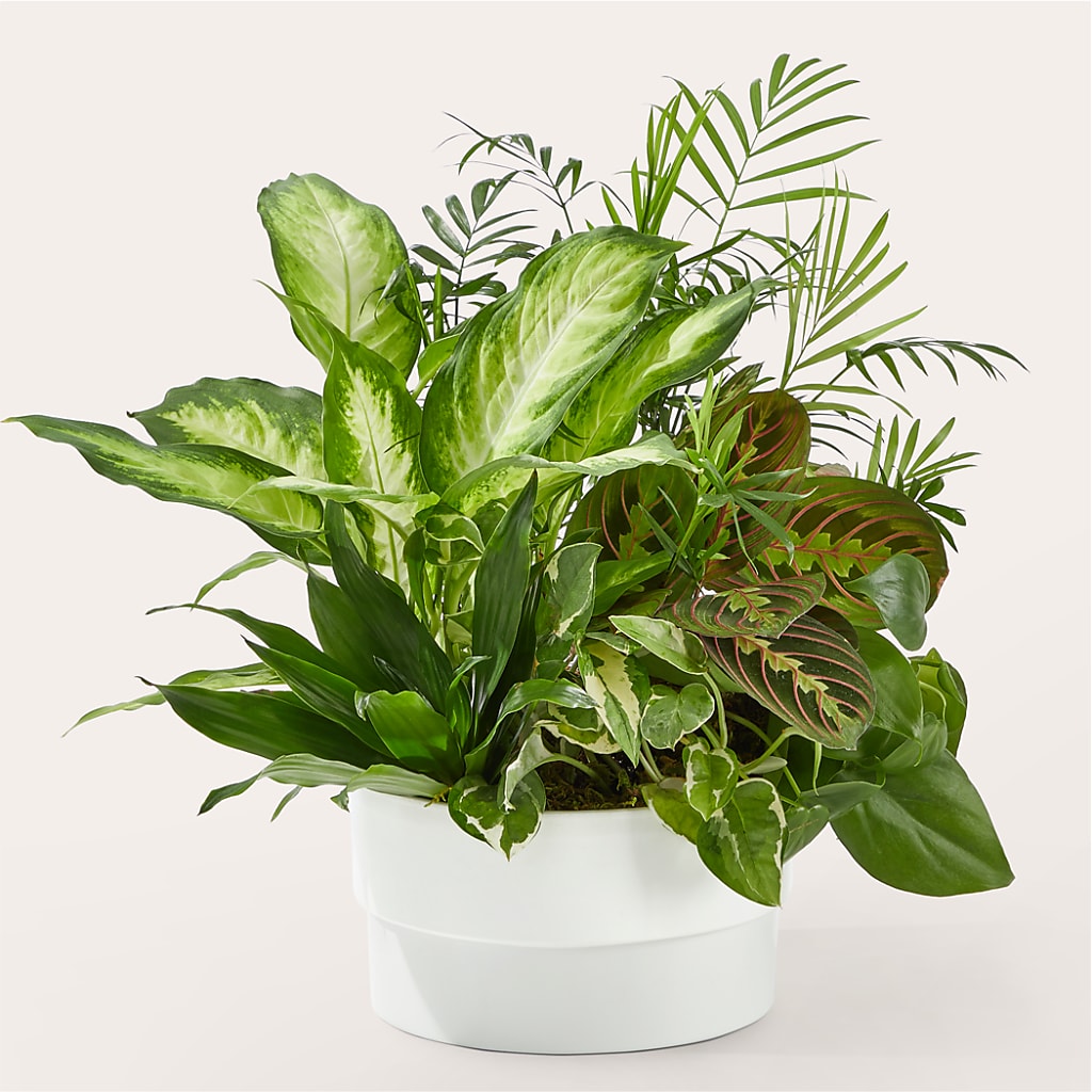 Radiating Positivity Dishgarden –  New Rochelle Florist, New Rochelle NY